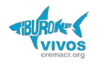 tiburones_vivos